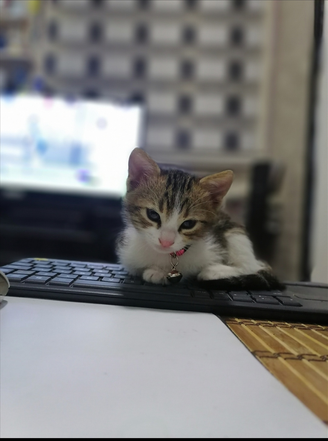 Venus the Cat :) 