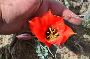 Into the Heart of Beauty 