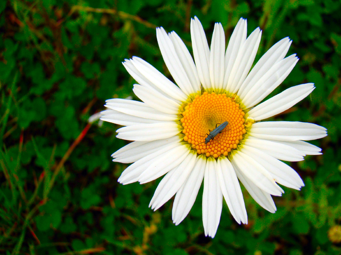 BLÜTE MIT BESUCH