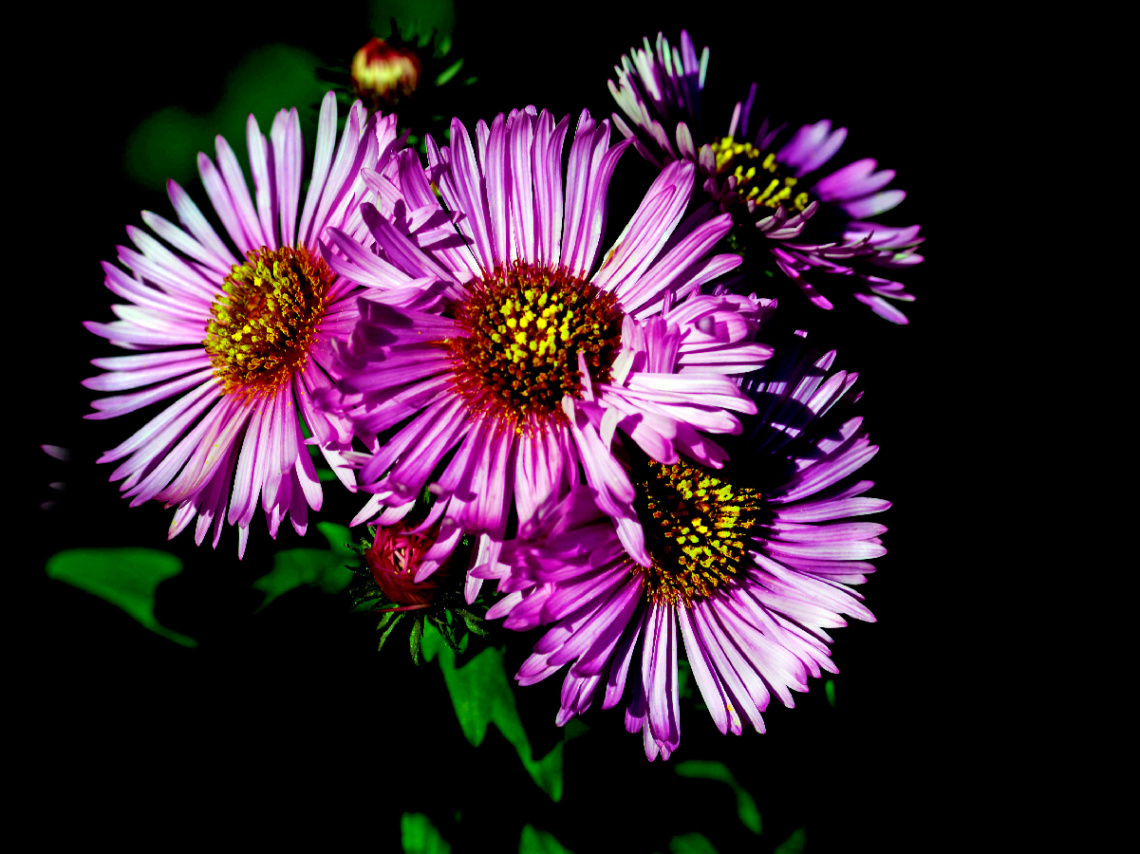 BLÜTEN