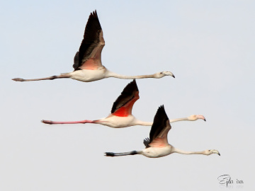 Flamingo(Allı Turna)