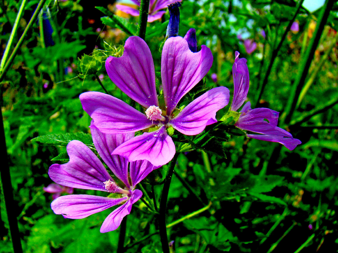 BLÜTEN