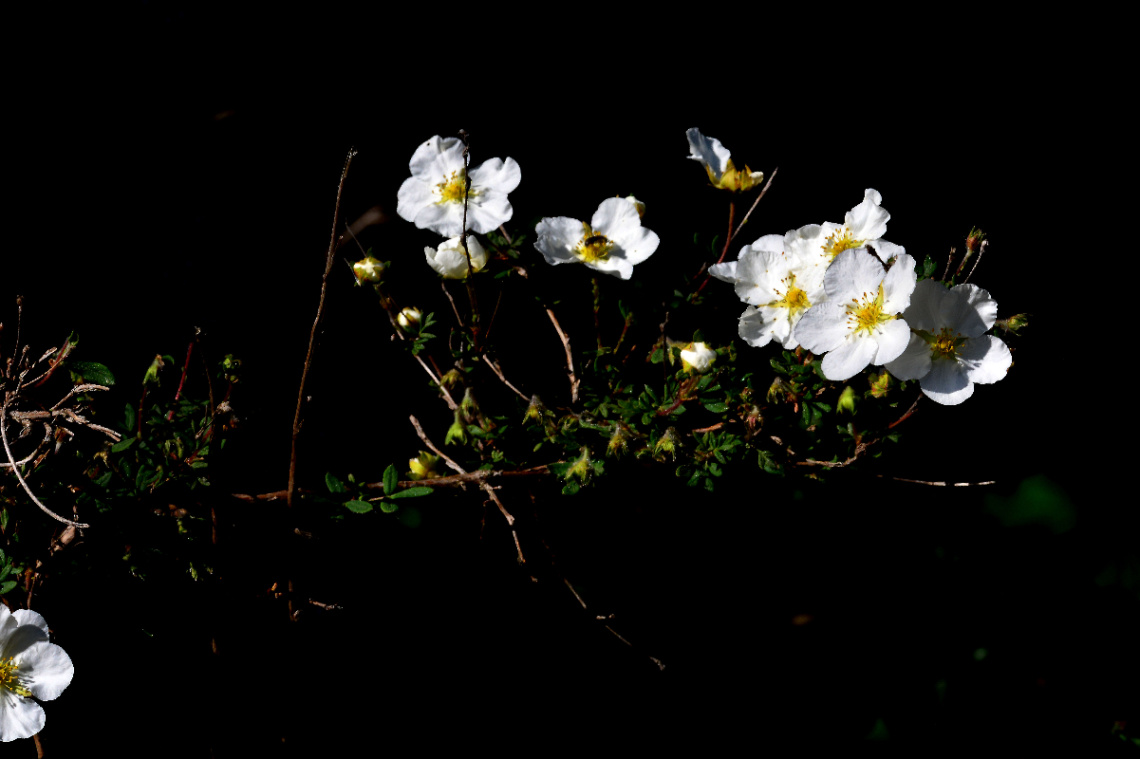 BLÜTEN