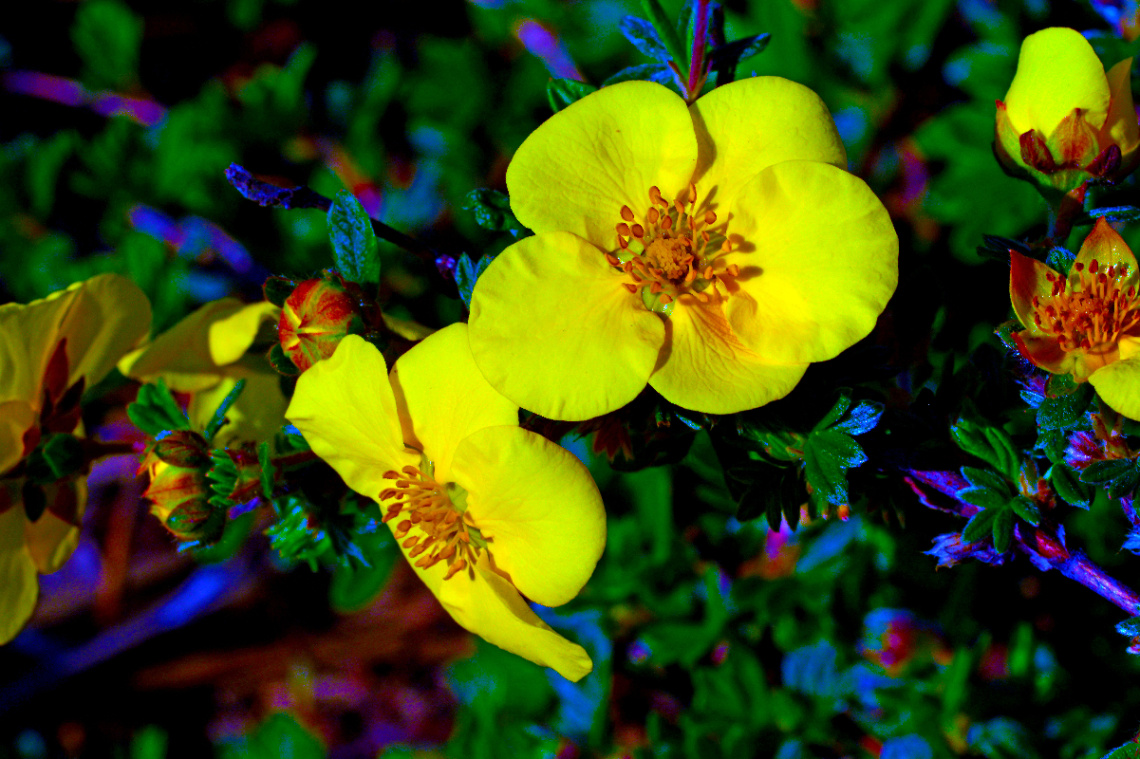 BLÜTEN