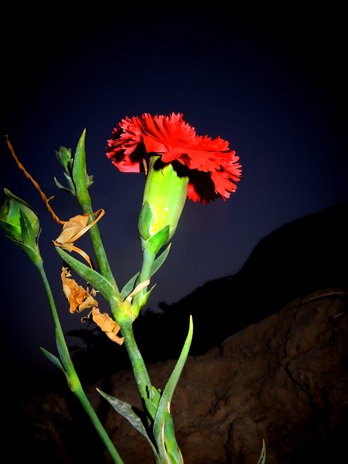 Magestic Carnation 
