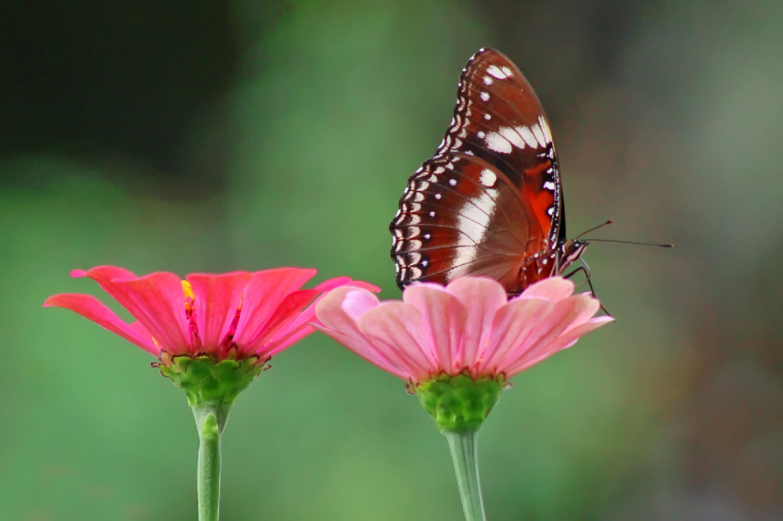butterfly