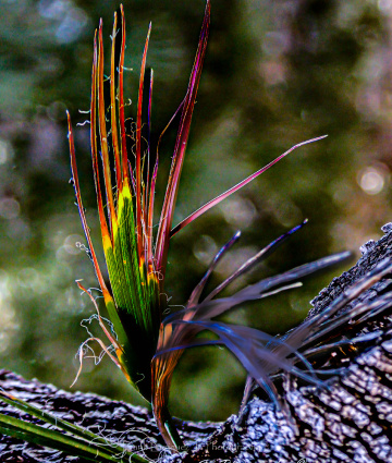 Approaching Sonoran Desert Winter Colors