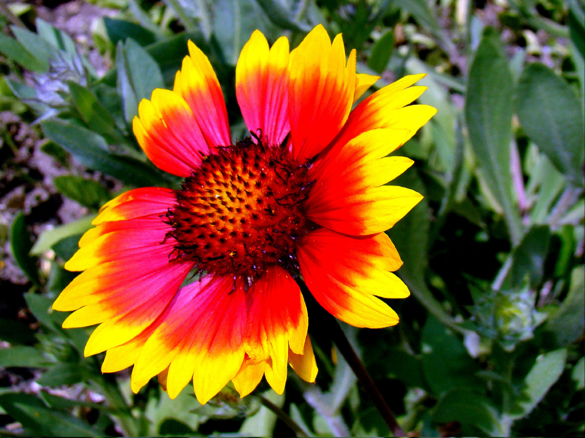 BLÜTE