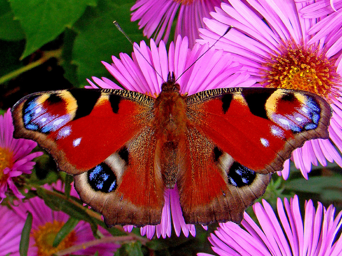 BLÜTEN MIT BESUCH