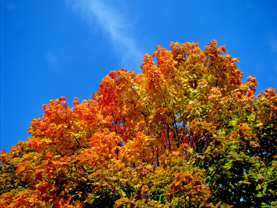 HERBST