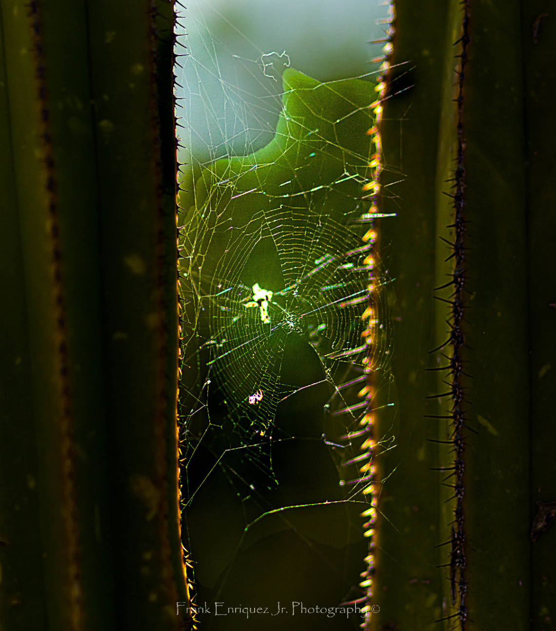 A Spiders Web