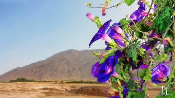 Beautifying the landscape 