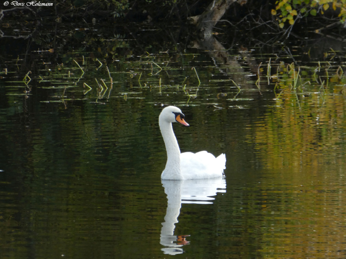 swan