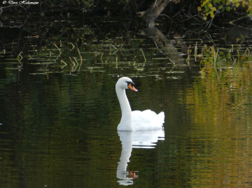 swan