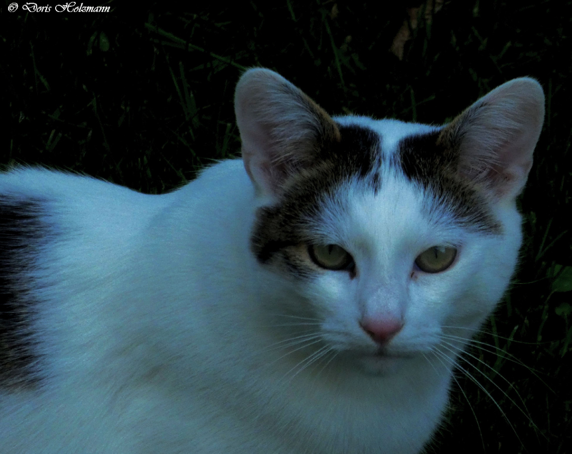 Neighbour's cat 