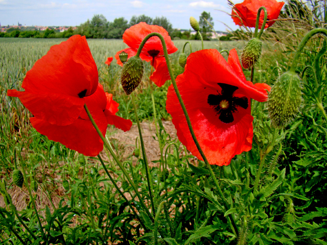 BLÜTEN