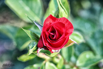 GrafiMX Ailesine Veriyorum Bu Gülü :))