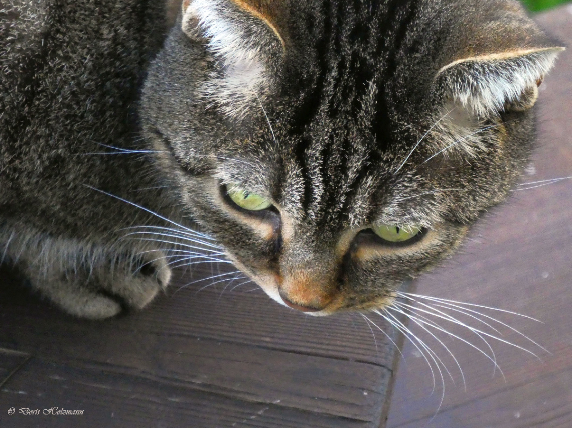 Neighbour's cat 