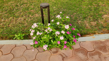 Egypt  - Alain alsokhna