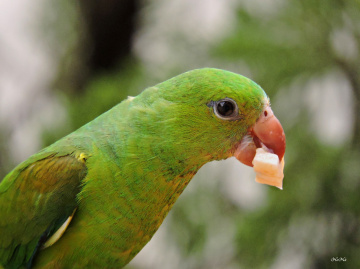 Periquito