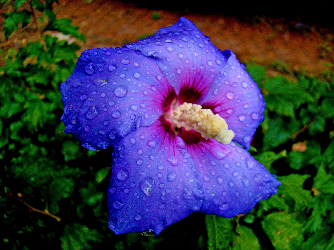 REGENTROPFEN