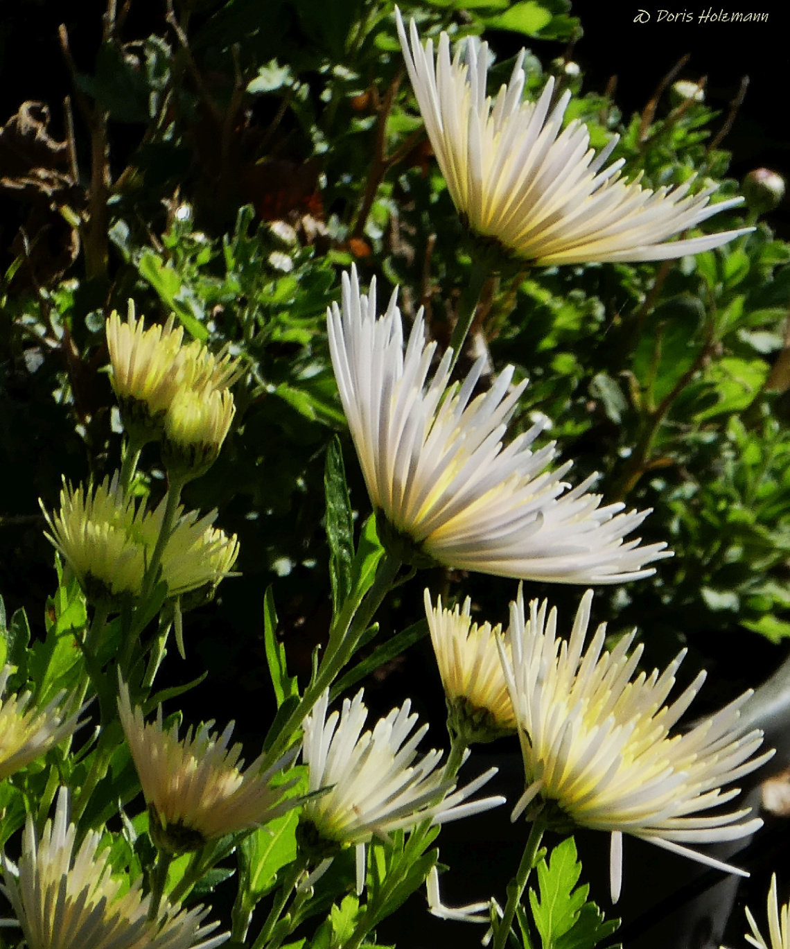 blossoms