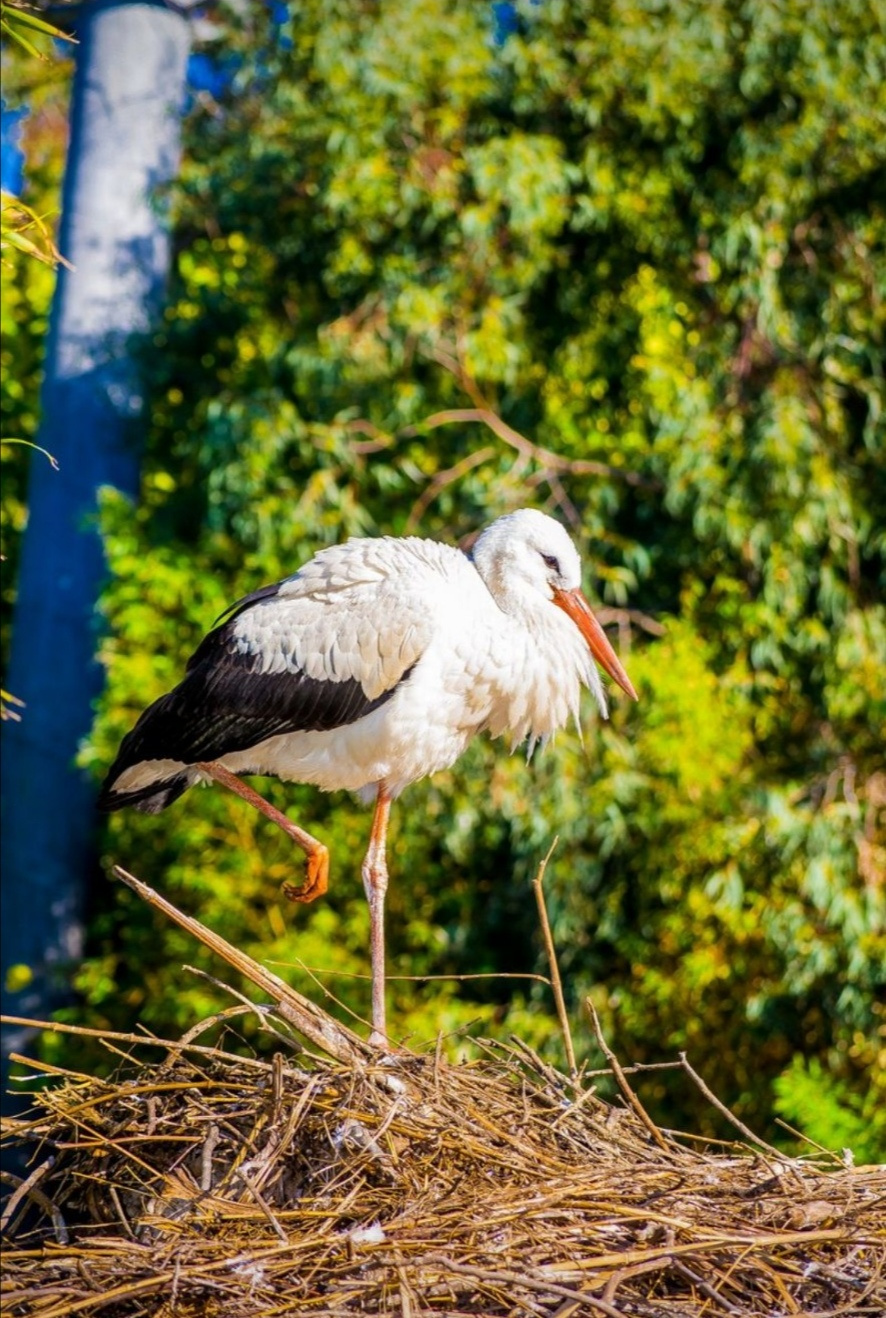 Stork :) 