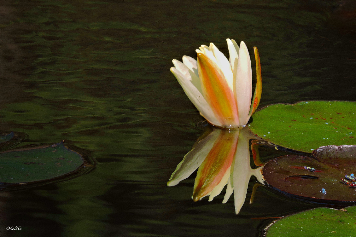 Reflexo ninféia