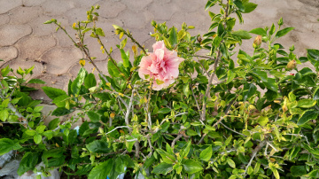 Egypt  - Alain alsokhna