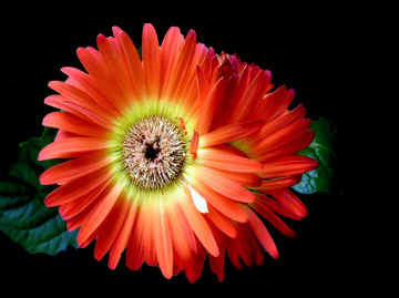 BLÜTEN