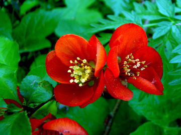 BLÜTEN