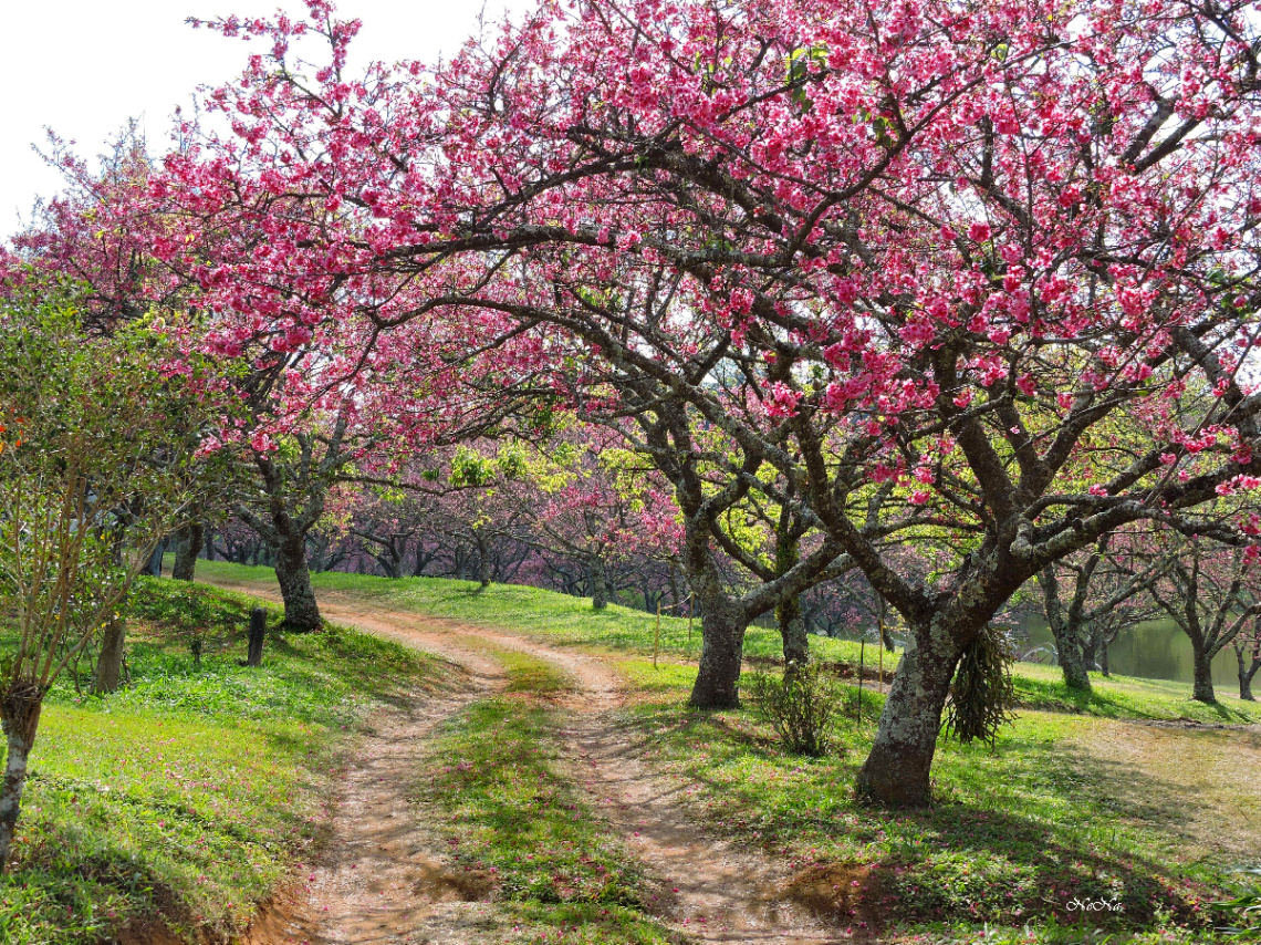 Caminho das Cerejeiras 