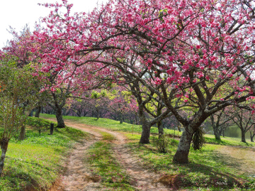 Caminho das Cerejeiras 