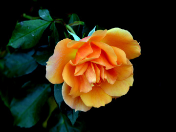 BLÜTE