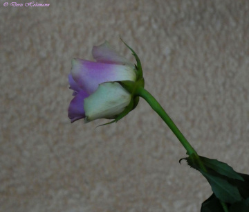 alone