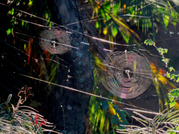 Duas teias de aranha
