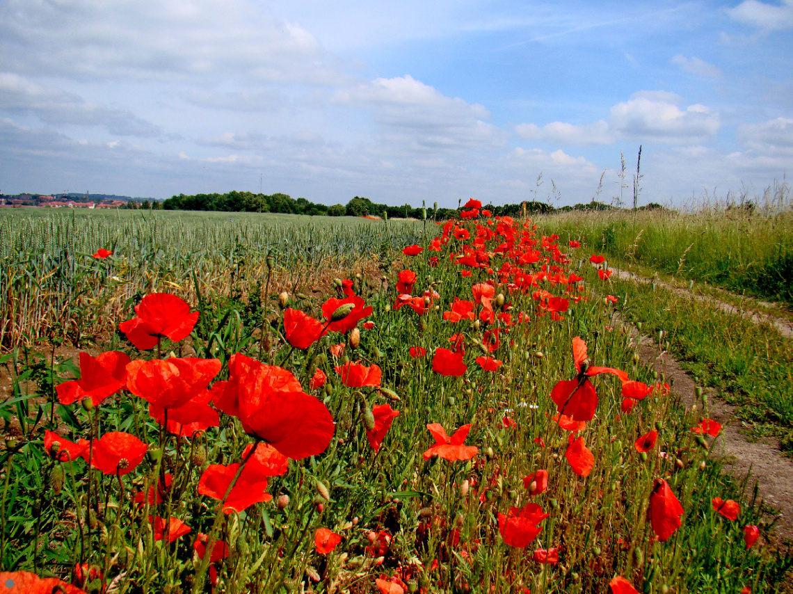 BLÜTEN