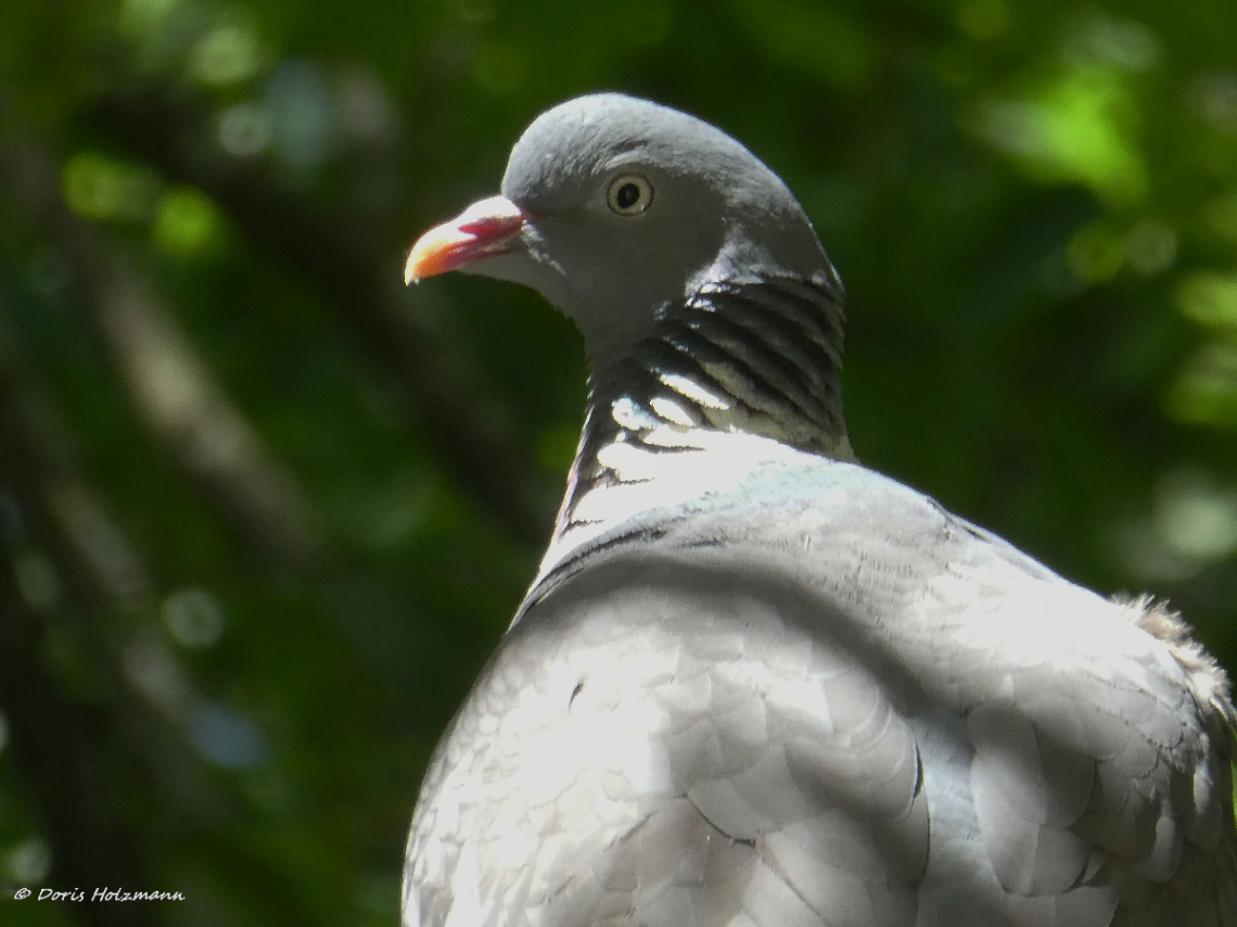 dove