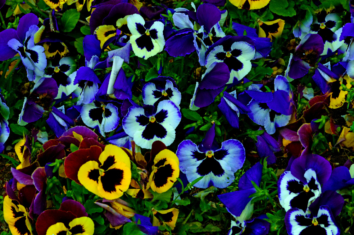 BLÜTEN