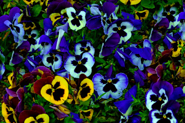 BLÜTEN