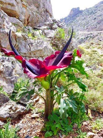 Markhor Flower
