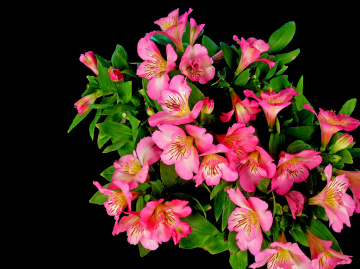 BLÜTEN
