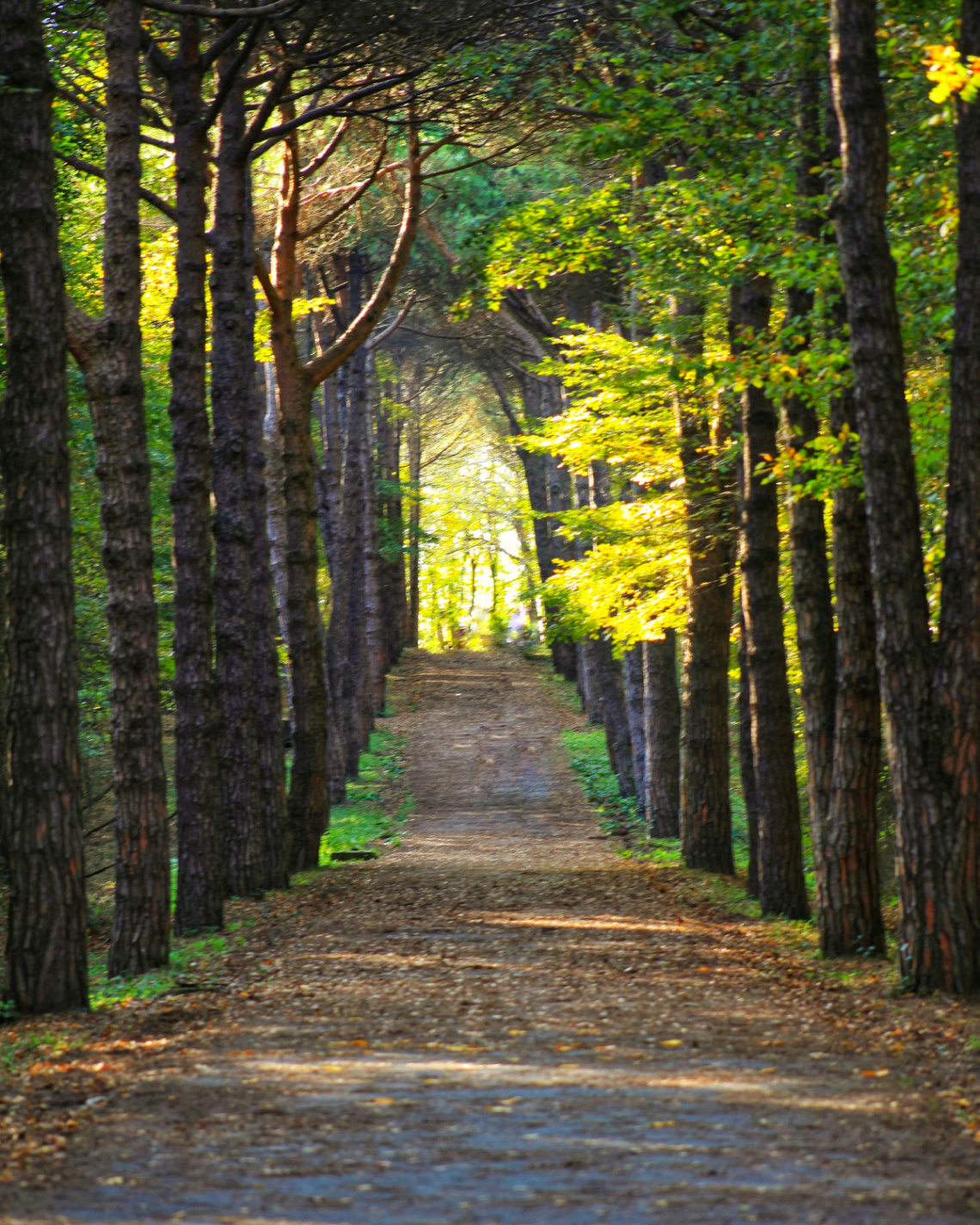 Atatürk Ağaç Parkı, 2021 Güzü