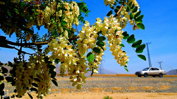چمبیلی Flowering tree 