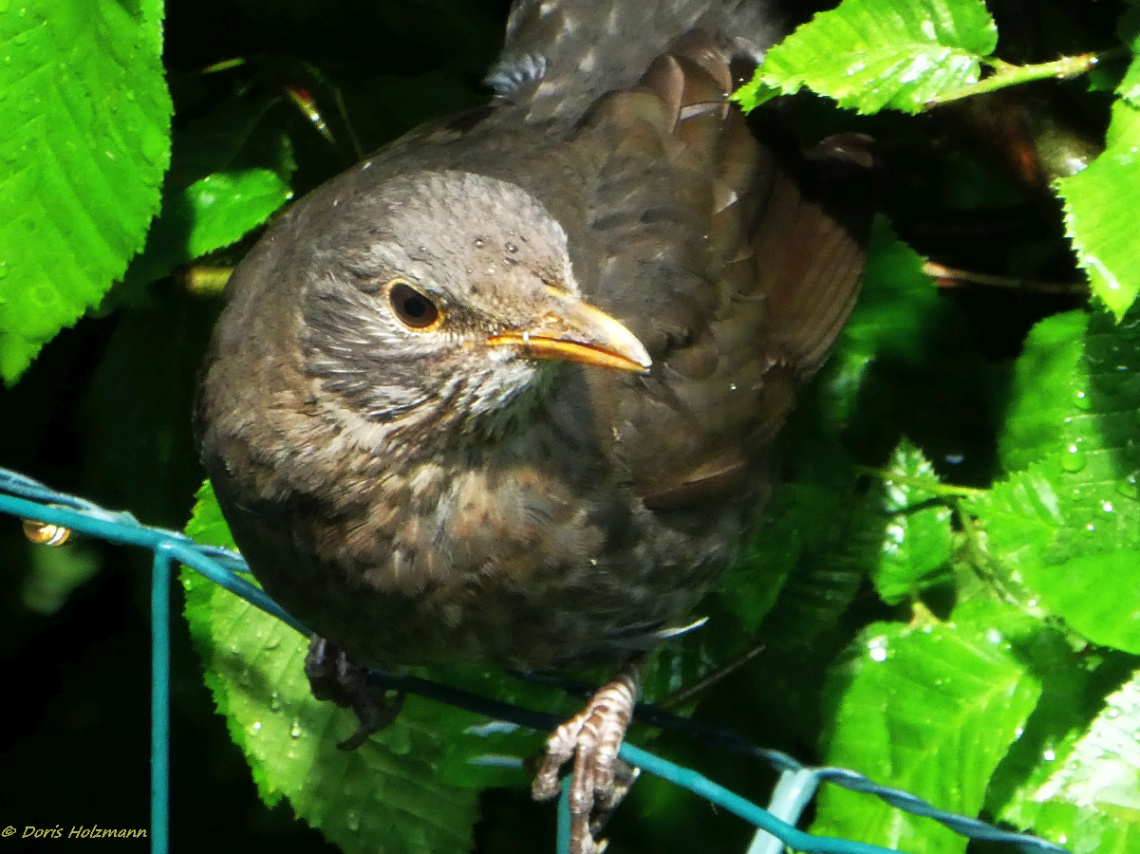 blackbird
