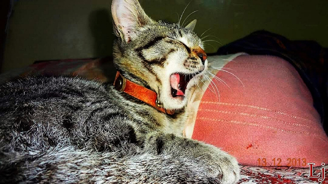 Yaaaaawn.... 