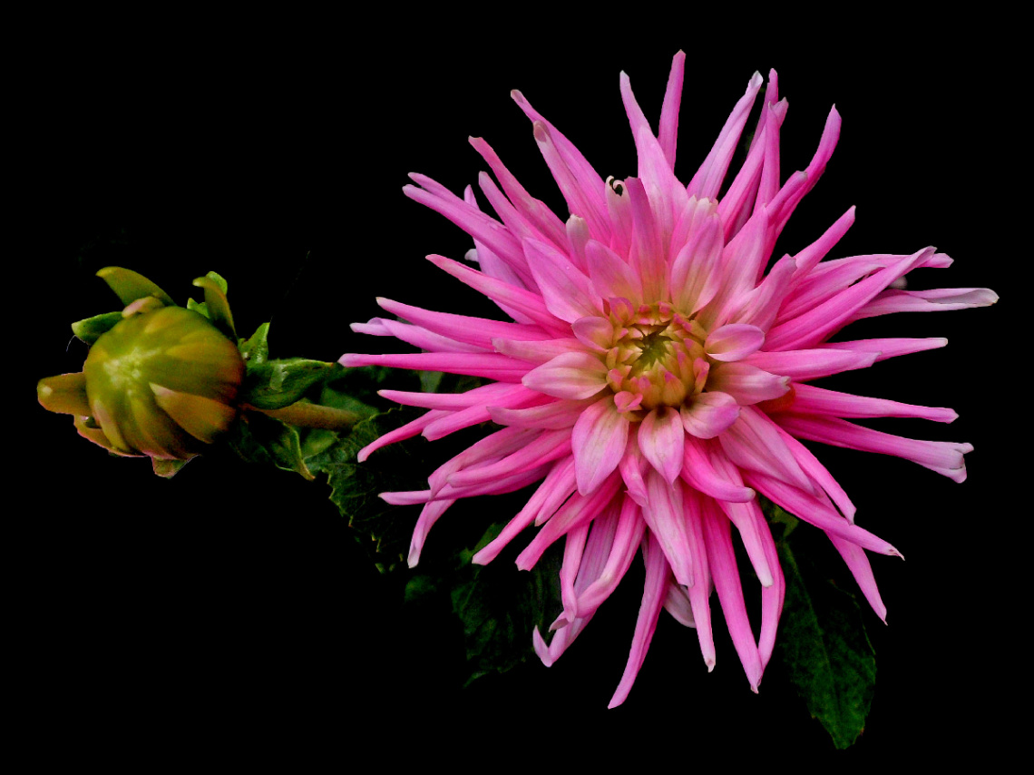 BLÜTE