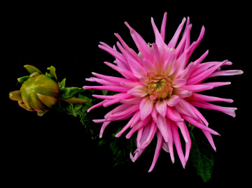 BLÜTE