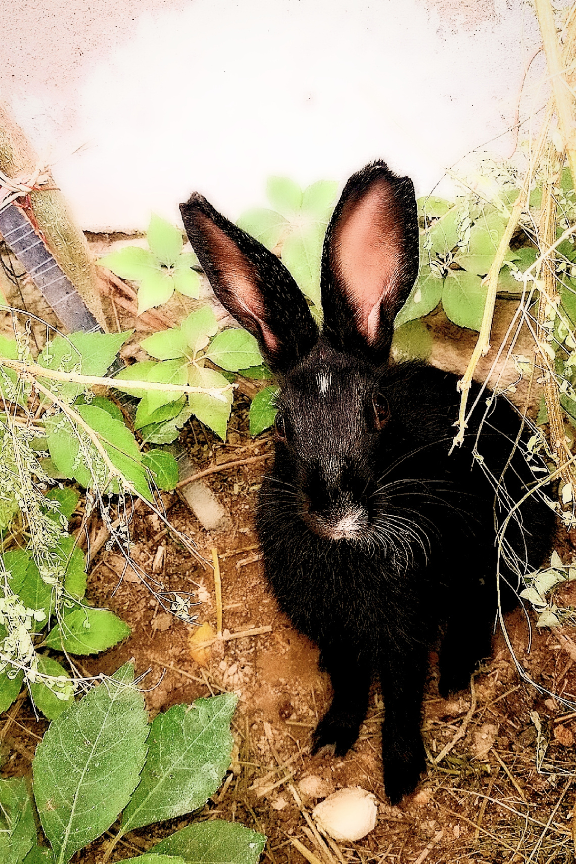 Bunny 
