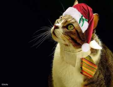 Feliz Natal!  - mutlu Noeller!